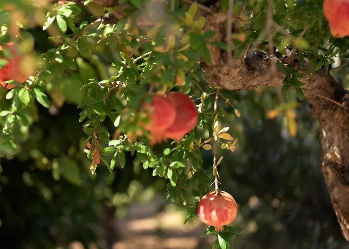 Asterias Village Херсонісос