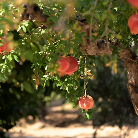 Asterias Village Limenas Chersonisou